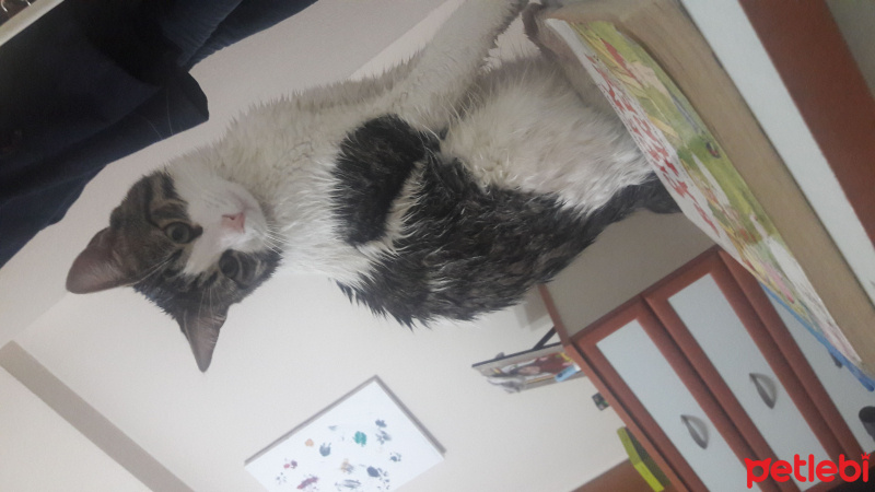 Tekir Kedi, Kedi  TOM fotoğrafı