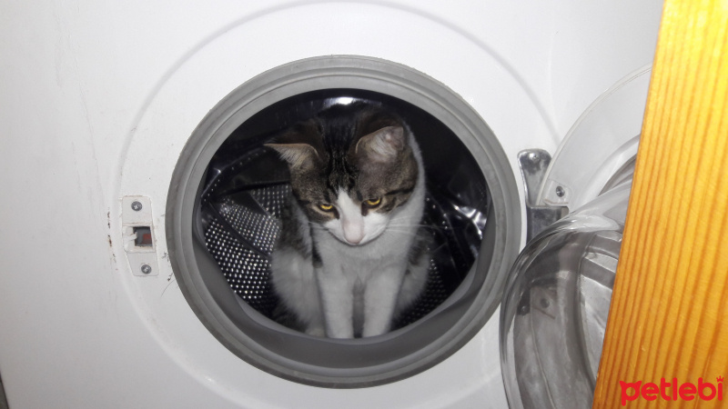 Tekir Kedi, Kedi  TOM fotoğrafı