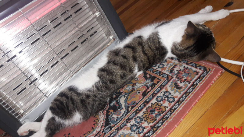 Tekir Kedi, Kedi  TOM fotoğrafı