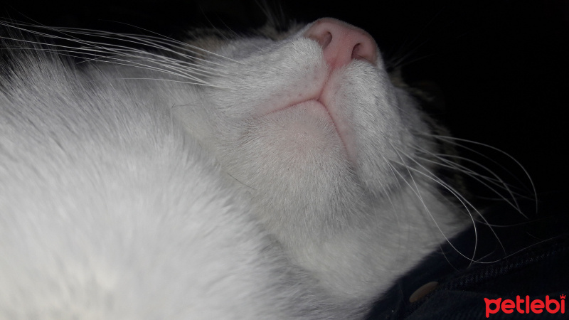 Tekir Kedi, Kedi  TOM fotoğrafı