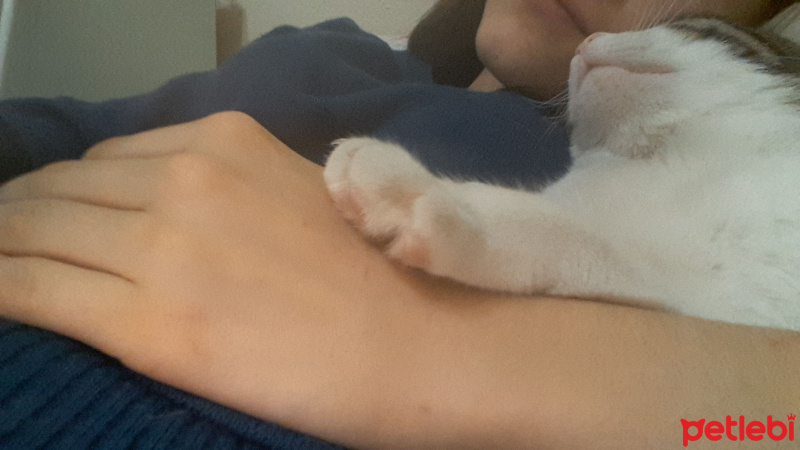 Tekir Kedi, Kedi  TOM fotoğrafı