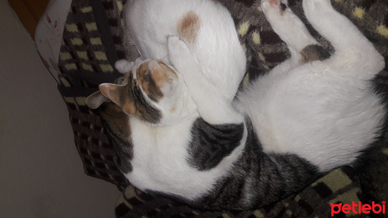 Tekir Kedi, Kedi  TOM fotoğrafı