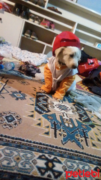 Tekir Kedi, Kedi  TOM fotoğrafı