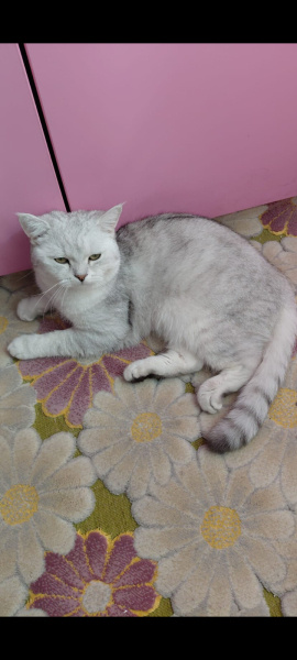 British Shorthair, Kedi  Gri fotoğrafı