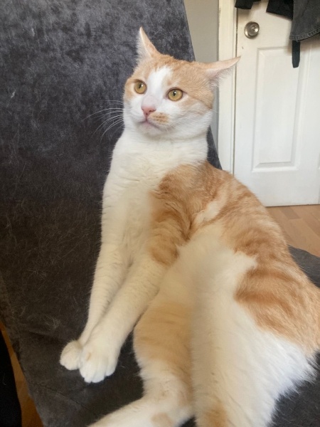 Tekir Kedi, Kedi  ebu cehil fotoğrafı