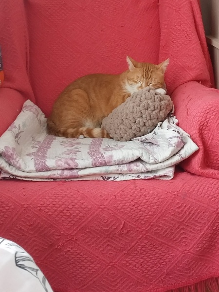 Sarman, Kedi  musti fotoğrafı