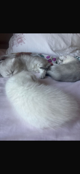 British Shorthair, Kedi  Bulut fotoğrafı