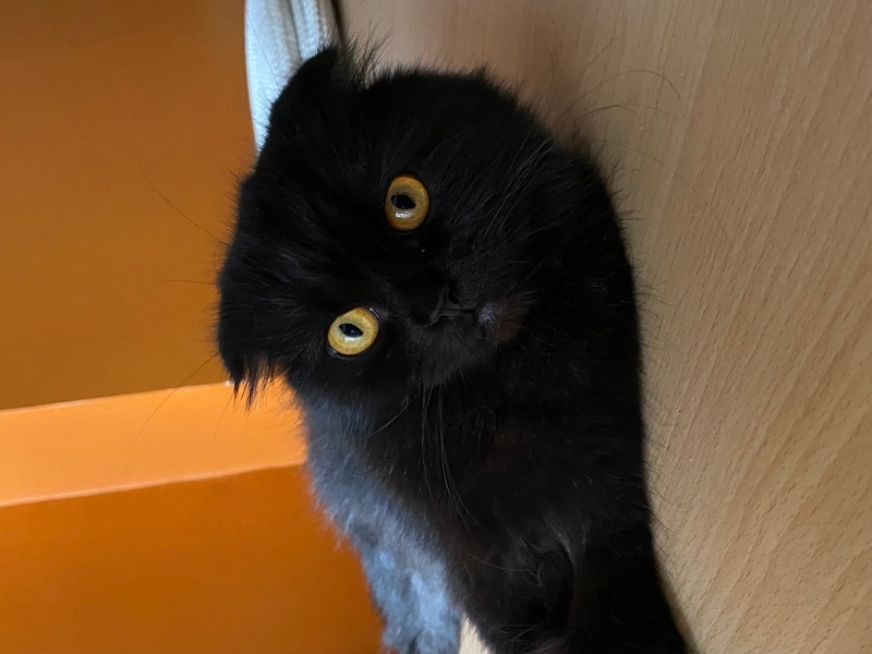 British Shorthair, Kedi  Matilda fotoğrafı