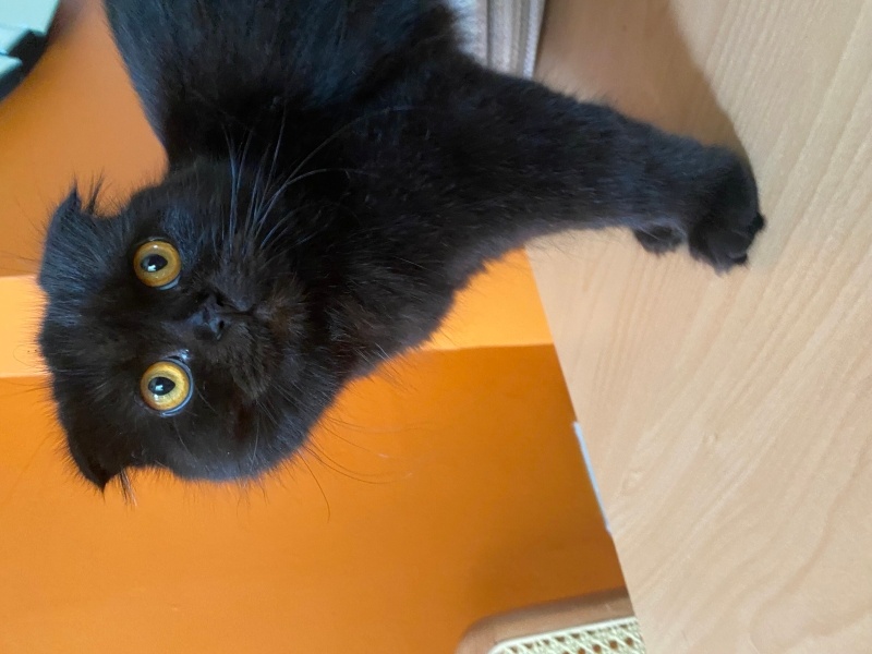 British Shorthair, Kedi  Matilda fotoğrafı