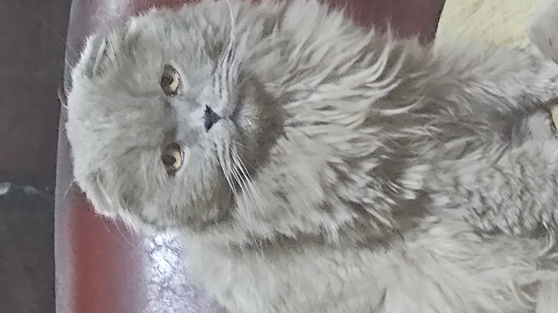 Scottish Fold, Kedi  Poke fotoğrafı