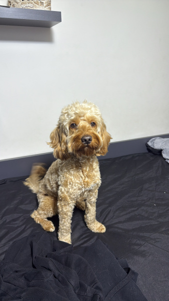 Poodle(Standart Kaniş), Köpek  Oscar fotoğrafı