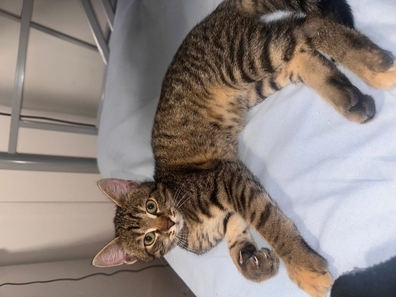 Sarman, Kedi  Adı yok fotoğrafı