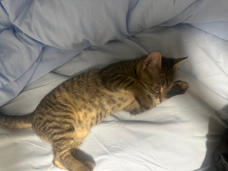 Sarman, Kedi  Adı yok fotoğrafı