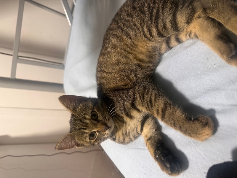 Sarman, Kedi  Adı yok fotoğrafı