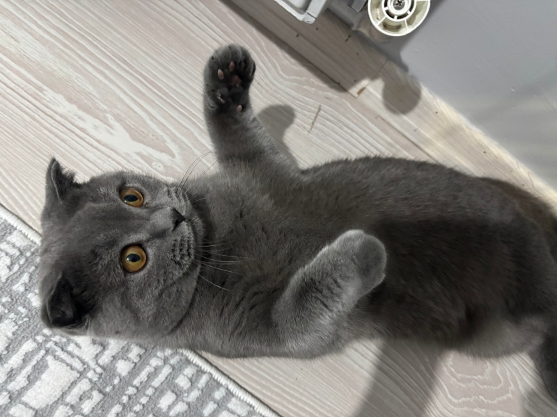 Scottish Fold, Kedi  Ponçik fotoğrafı