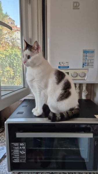 Tekir Kedi, Kedi  Fırça fotoğrafı