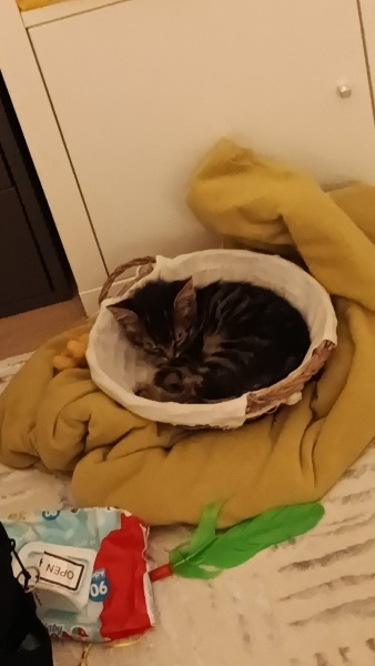 Tekir Kedi, Kedi  pırtık fotoğrafı