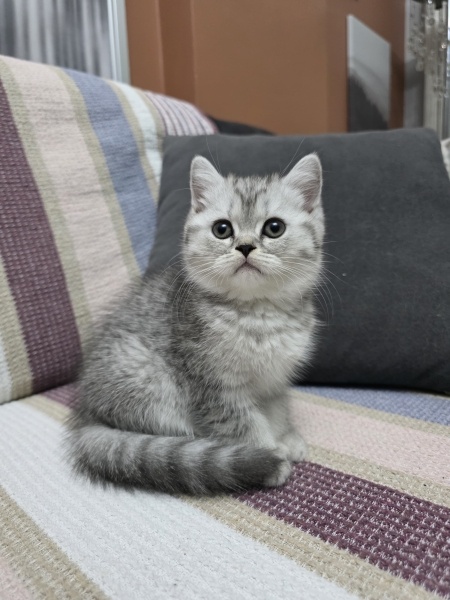 British Shorthair, Kedi  Lia fotoğrafı