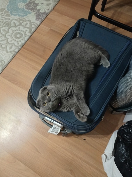 Scottish Fold, Kedi  Misket fotoğrafı
