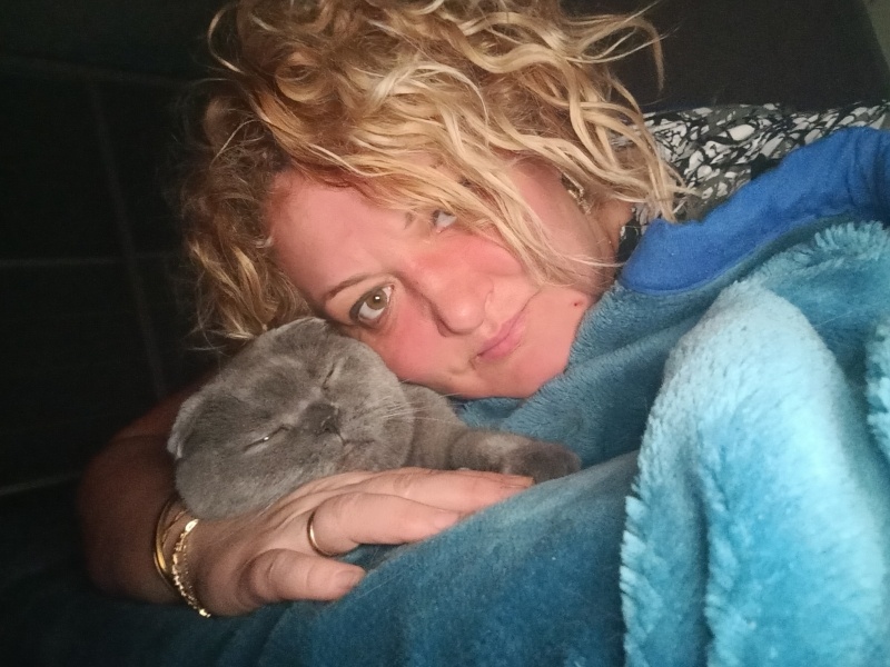 Scottish Fold, Kedi  Misket fotoğrafı