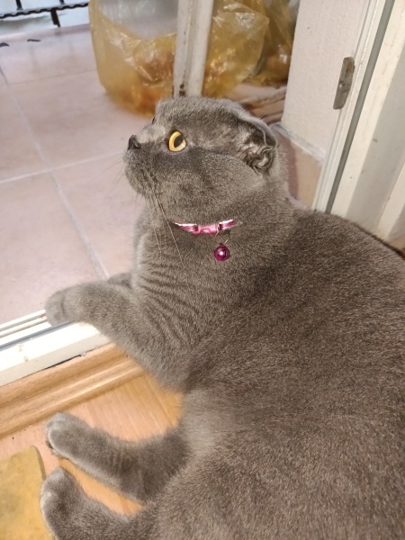 Scottish Fold, Kedi  Misket fotoğrafı