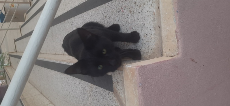 Tekir Kedi, Kedi  Gece fotoğrafı