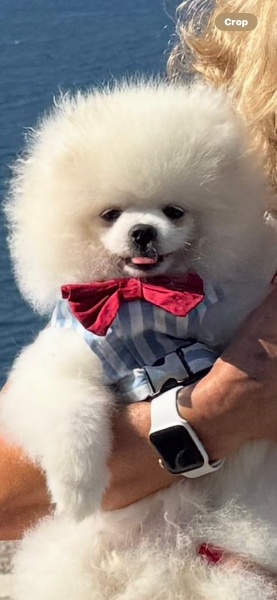 Pomeranyalı, Köpek  Bulut fotoğrafı