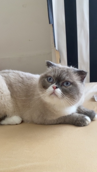 Scottish Fold, Kedi  Mia fotoğrafı