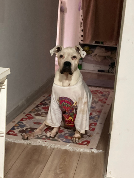 Dogo Arjantin, Köpek  penny fotoğrafı