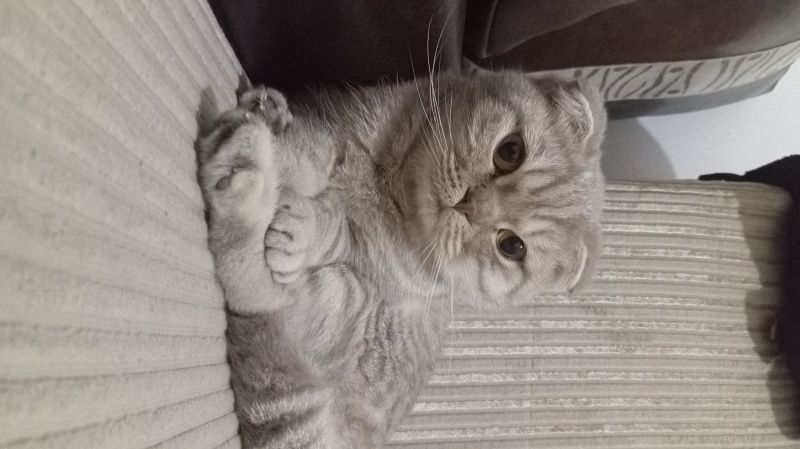 Scottish Fold, Kedi  şaşkın fotoğrafı