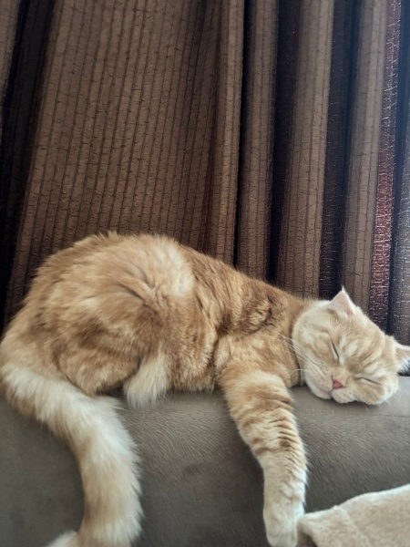 Scottish Fold, Kedi  Bal fotoğrafı