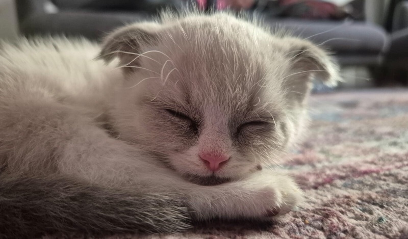 Scottish Fold, Kedi  Sakız fotoğrafı