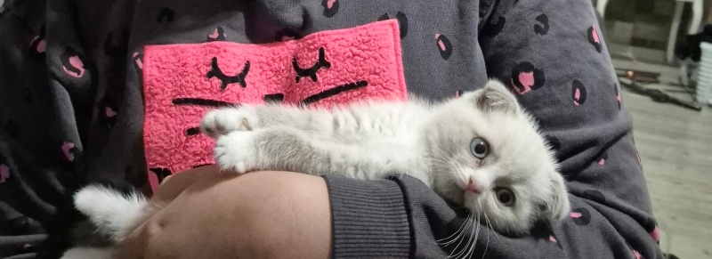Scottish Fold, Kedi  Sakız fotoğrafı