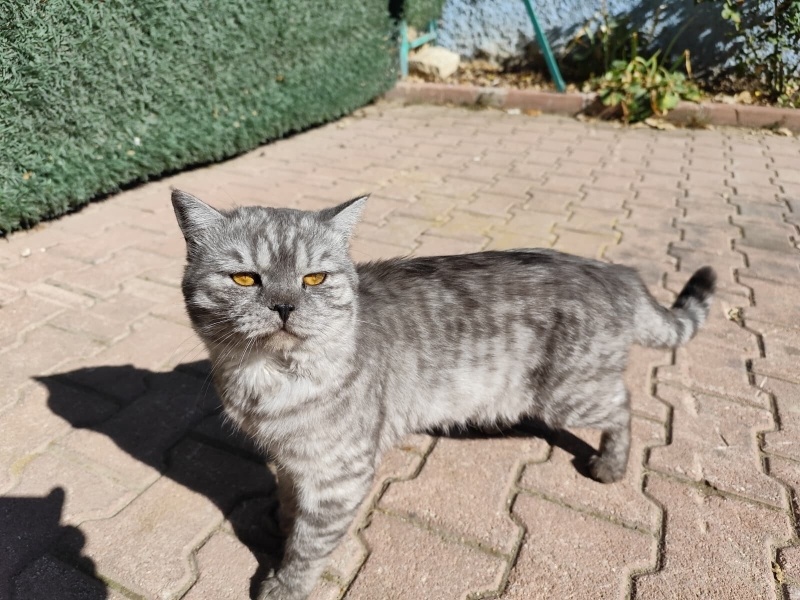 British Longhair, Kedi  YUMAK fotoğrafı