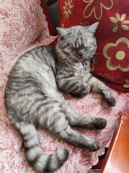 British Longhair, Kedi  YUMAK fotoğrafı