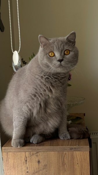 British Shorthair, Kedi  Misket fotoğrafı
