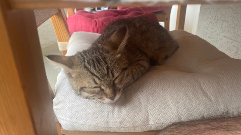 Tekir Kedi, Kedi  whiskey fotoğrafı