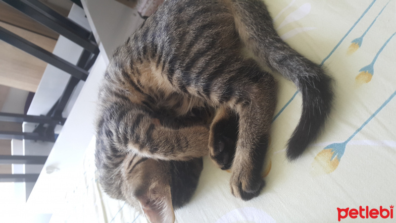 Tekir Kedi, Kedi  Latte fotoğrafı