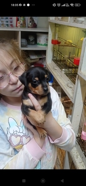 Minyatür Pinscher, Köpek  35 günlük yeni evlerine gitmeye fotoğrafı