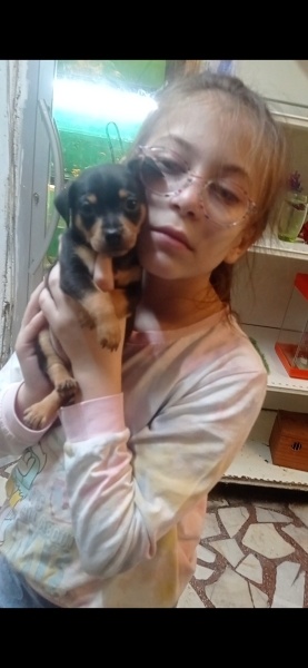 Minyatür Pinscher, Köpek  35 günlük yeni evlerine gitmeye fotoğrafı