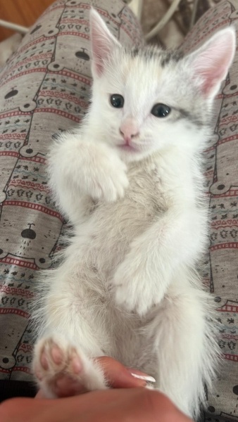 Tekir Kedi, Kedi  Noah fotoğrafı