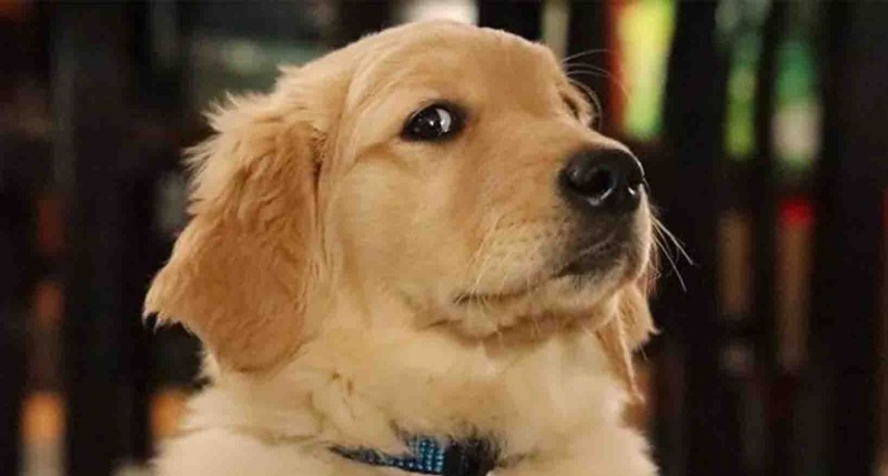 Golden Retriever, Köpek  SİMBA fotoğrafı