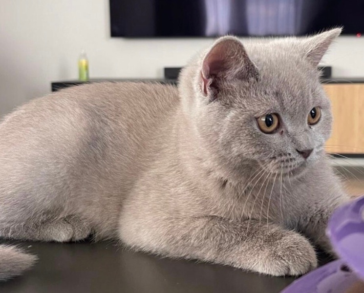 British Shorthair, Kedi  Leo fotoğrafı