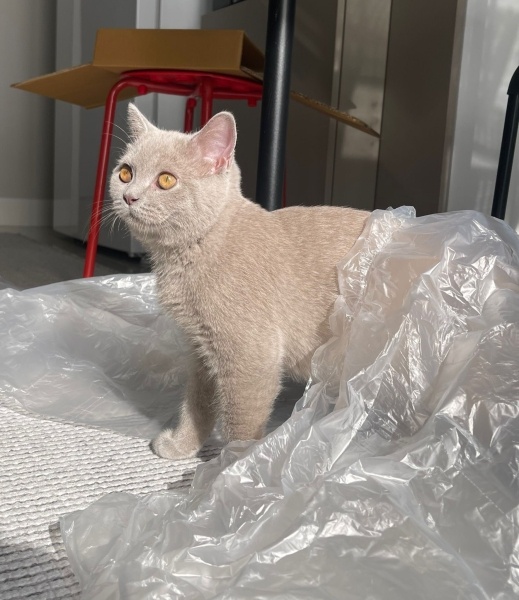 British Shorthair, Kedi  Leo fotoğrafı