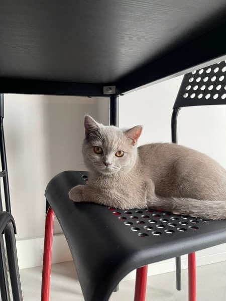 British Shorthair, Kedi  Leo fotoğrafı