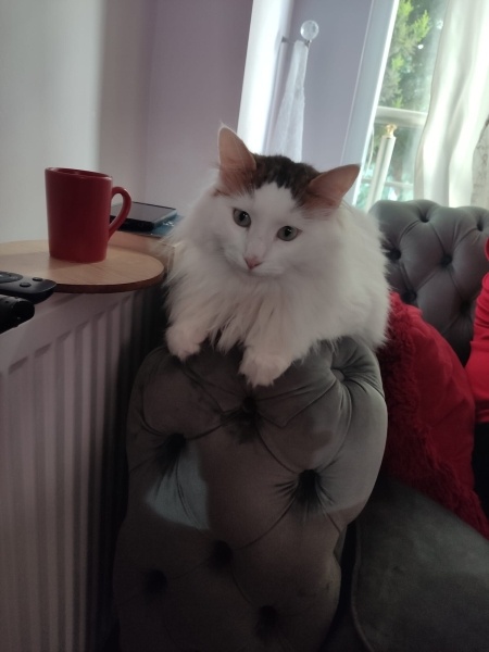 Maine Coon, Kedi  ŞİLA fotoğrafı
