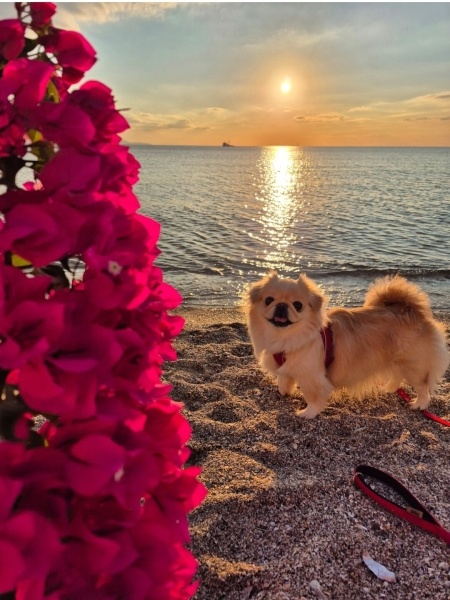 Pekingese, Köpek  Daisy fotoğrafı