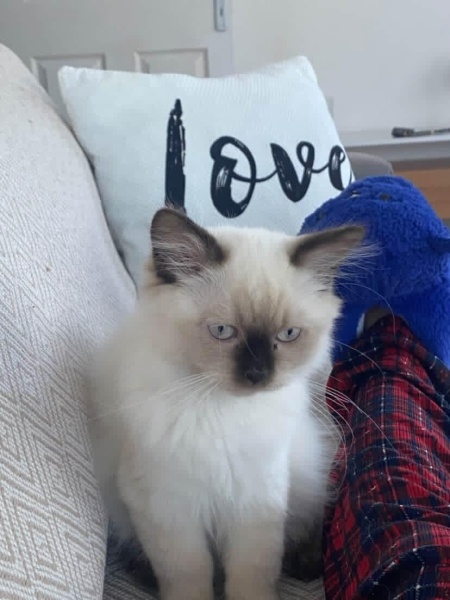 Birman, Kedi  Mira fotoğrafı