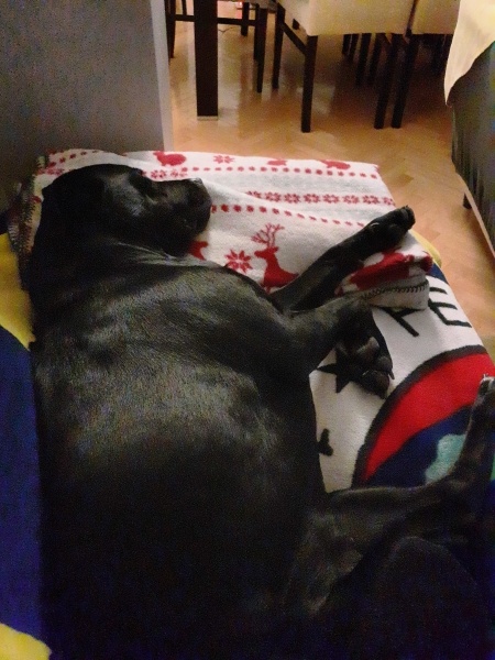 Labrador Retriever, Köpek  Gece fotoğrafı