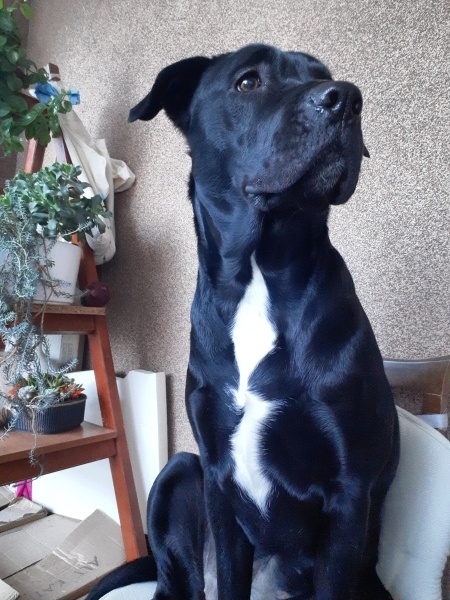 Labrador Retriever, Köpek  Gece fotoğrafı